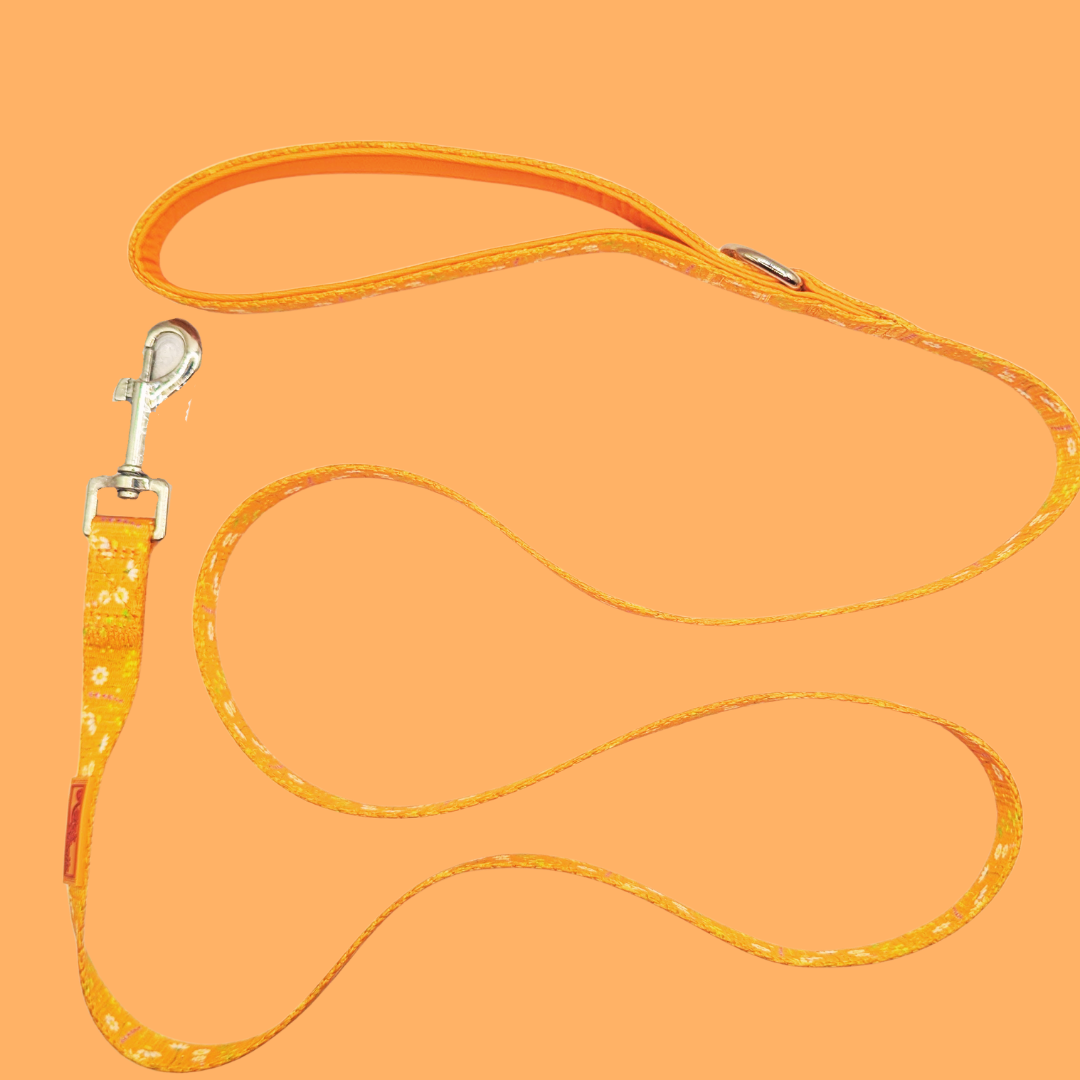 The Complete Sunshine Daisy Collection