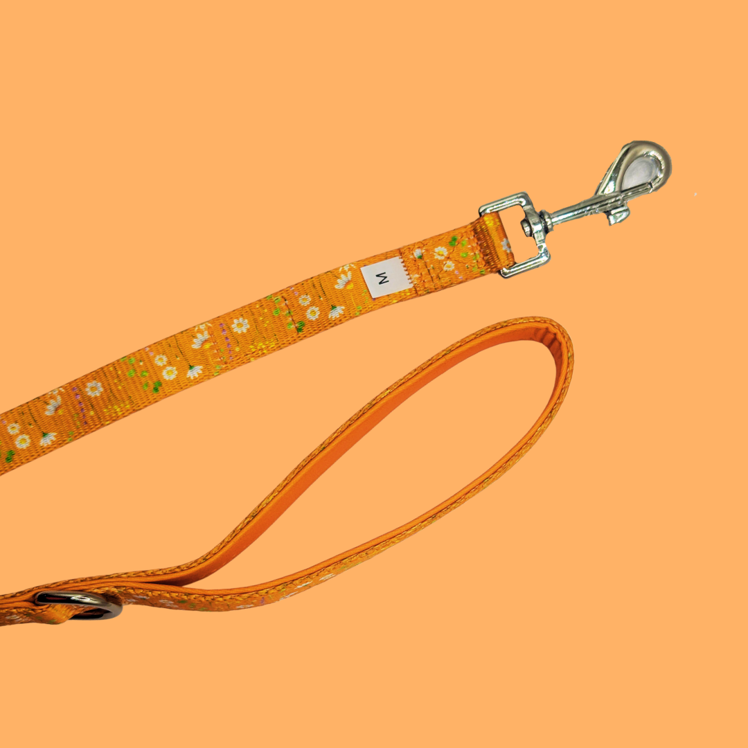 Sunshine Daisy Lead