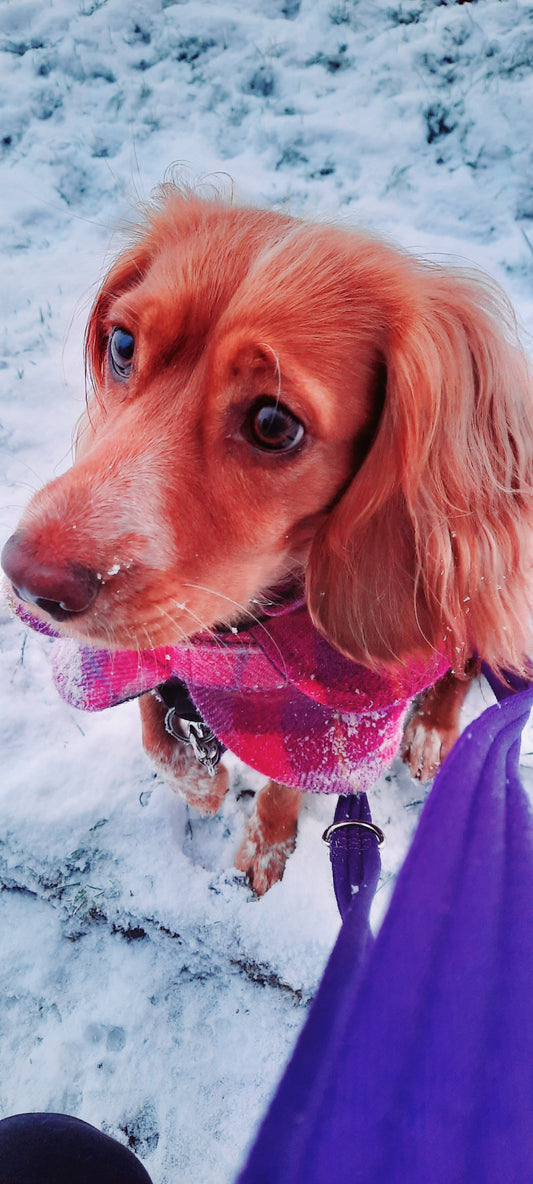 Dog in a winter coat, Dog in winter, dog winter tips