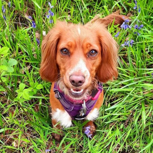 The Benefits of Using a Harness: A Safer Approach for Your Canine Companion