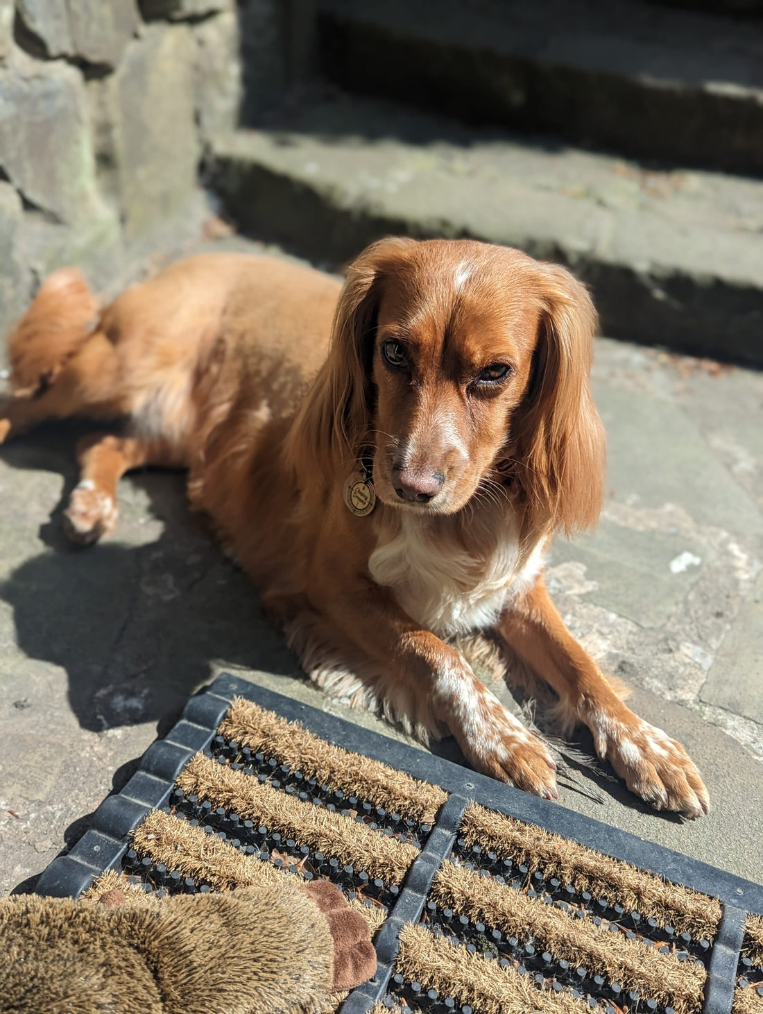 Heat Exhaustion and Heat Stroke in Dogs: Understanding the Risks and Differences