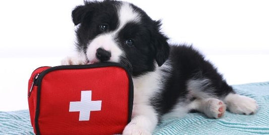 The Vitality of Completing a Dog First