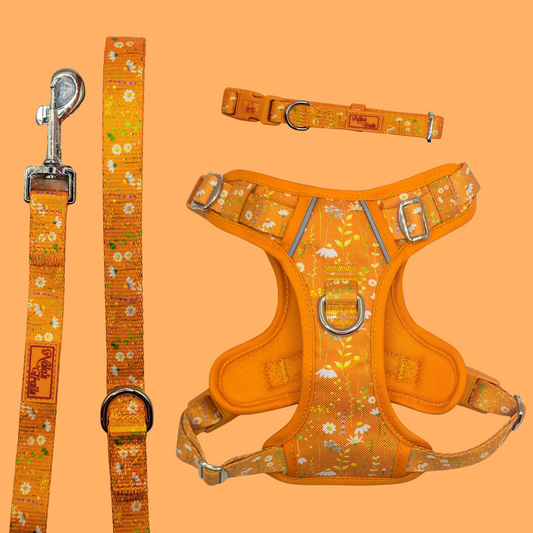 The Complete Sunshine Daisy Collection