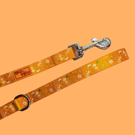 Sunshine Daisy Lead